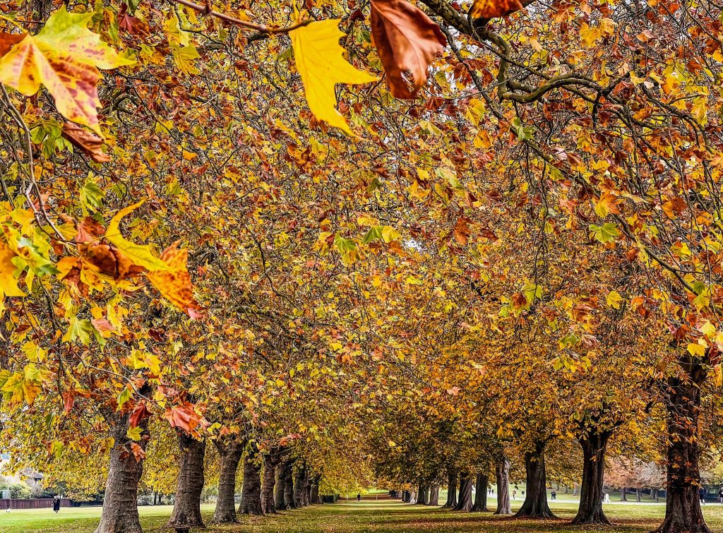 Image Credit Edward Greville